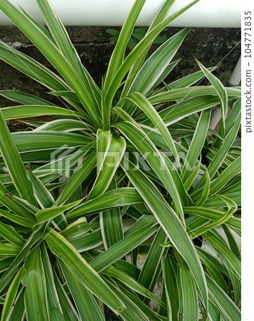 Close up of spider ivy plant  104771835