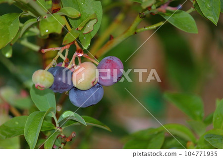 Blueberry fruit after a heavy rain Blueberry fruit after a heavy rain 104771935