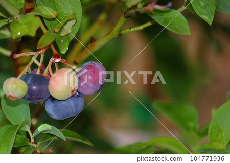 Blueberry fruit after a heavy rain Blueberry fruit after a heavy rain 104771936