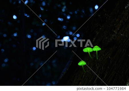 Shiinotomo Shibidake, which lives in a certain area of Japan. Also known as the fairy of the forest, this mushroom glows mysteriously green. photography permitted Shiinotomo Shibidake, which lives in a certain area of Japan. Also known as the fairy of the forest, this mushroom glows mysteriously green. photography permitted 104771984