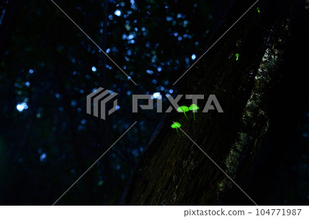 Shiinotomo Shibidake, which lives in a certain area of Japan. Also known as the fairy of the forest, this mushroom glows mysteriously green. photography permitted Shiinotomo Shibidake, which lives in a certain area of Japan. Also known as the fairy of the forest, this mushroom glows mysteriously green. photography permitted 104771987