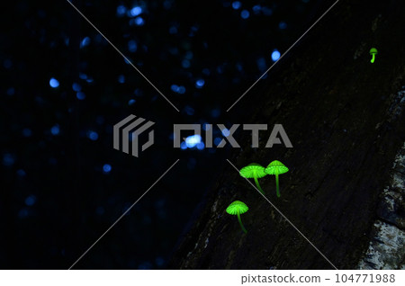 Shiinotomo Shibidake，生活在日本的某個地區。這種蘑菇也被稱為森林仙女，發出神秘的綠色光芒。允許拍照 104771988