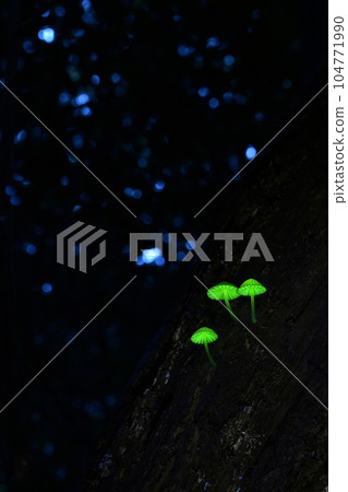 Shiinotomo Shibidake，生活在日本的某個地區。這種蘑菇也被稱為森林仙女，發出神秘的綠色光芒。允許拍照 104771990