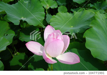 Tenten Castle Ruin Akorori Lotusen Tenten Castle Ruin Akorori Lotusen 104771991