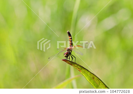 一個女性的hatchutsumbo 104772028