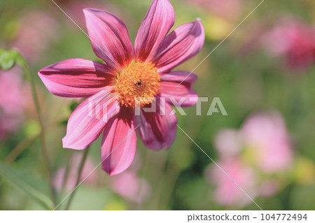 A maiden's sincerity, a maiden's chastity, 104772494