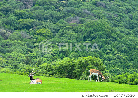 Blackbuck living in a beautiful grassland Blackbuck living in a beautiful grassland 104772520