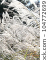 Pampas grass shines through the light 2 104772699