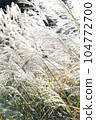 Pampas grass shines through the light 3 104772700