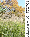 Autumnal leaves and Susuki 104772701