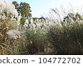 Pampas grass labyrinth 104772702