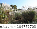 big pampas grass 104772703