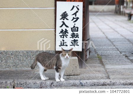 Cat of the temple 104772801