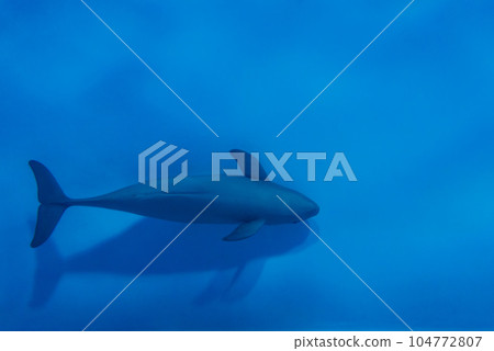 宮島水族館的江豚 宮島水族館的江豚 104772807