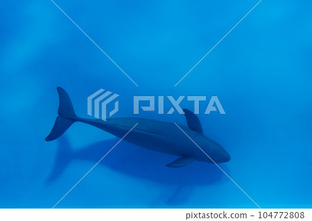宮島水族館的江豚 宮島水族館的江豚 104772808