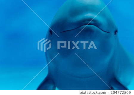 可愛的齒鯨 海豚 海豚 可愛的齒鯨 海豚 海豚 104772809