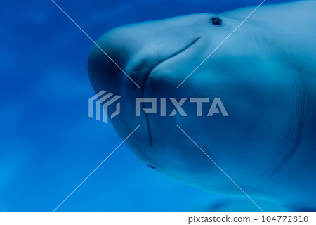 可愛的齒鯨 海豚 海豚 可愛的齒鯨 海豚 海豚 104772810