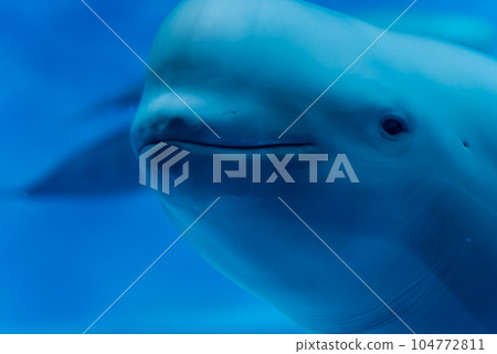 宮島水族館的齒鯨江豚 江豚 宮島水族館的齒鯨江豚 江豚 104772811