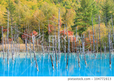北海道美瑛_紅葉的藍色池塘 北海道美瑛_紅葉的藍色池塘 104772813