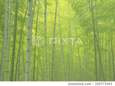 霧氣騰騰的竹林（日本圖像/背景素材） 104773043