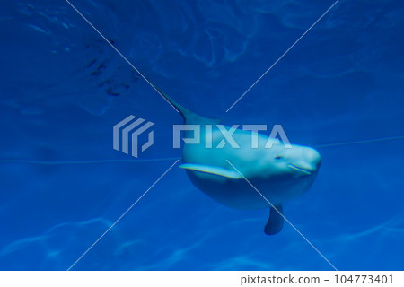 Finless porpoise at Miyajima Aquarium 104773401