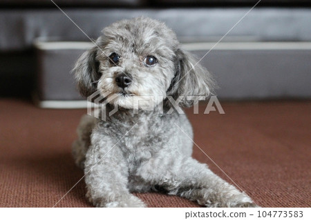 一隻銀色玩具貴賓犬坐在室內 一隻天然玩具貴賓犬 一隻有眼粘液和淚痕的狗 104773583