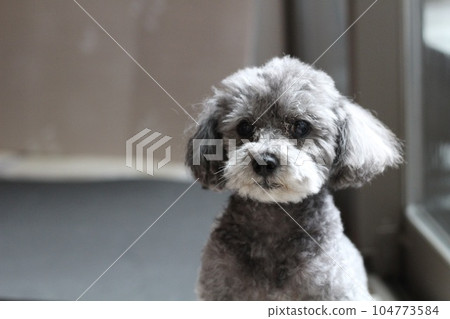 一隻銀色玩具貴賓犬坐在室內 一隻天然玩具貴賓犬 一隻有眼粘液和淚痕的狗 一隻銀色玩具貴賓犬坐在室內 一隻天然玩具貴賓犬 一隻有眼粘液和淚痕的狗 104773584