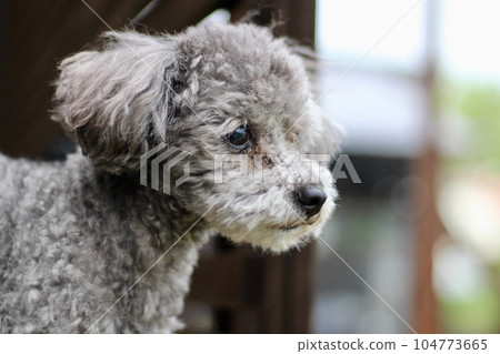 A toy poodle looking out of the house Looking into the distance from the wooden deck 104773665