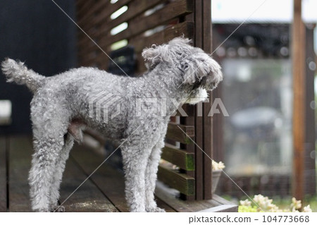 A toy poodle looking out of the house Looking into the distance from the wooden deck 104773668