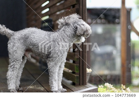 A toy poodle looking out of the house Looking into the distance from the wooden deck 104773669