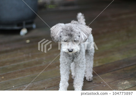 灰色玩具貴賓犬的表情 玩具貴賓犬站在木甲板上的表情 灰色玩具貴賓犬的表情 玩具貴賓犬站在木甲板上的表情 104773897