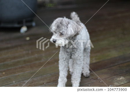 灰色玩具貴賓犬的表情 玩具貴賓犬站在木甲板上的表情 灰色玩具貴賓犬的表情 玩具貴賓犬站在木甲板上的表情 104773900