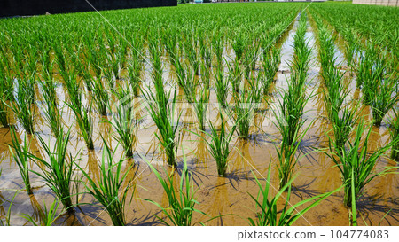 水稻種植的水田(初夏) 水稻種植的水田(初夏) 104774083