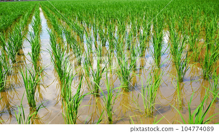 Rice-planted paddy field (early summer) 104774089