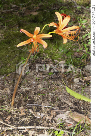 Fresh fox conser Fresh fox conser 104774125