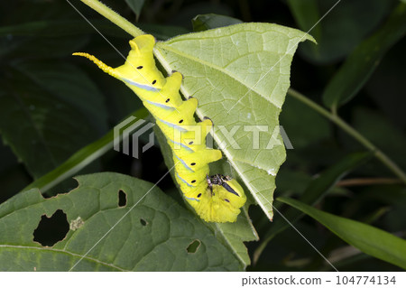 Caterpillar sparrow larva Caterpillar sparrow larva 104774134