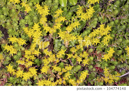 Tight globe 104774148