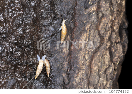 納米吉賽爾 納米吉賽爾 104774152