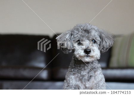 坐在沙發前的灰色玩具貴賓犬平靜的氛圍現代氛圍 104774153