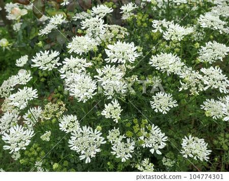 Orlaya white flowers Orlaya white flowers 104774301
