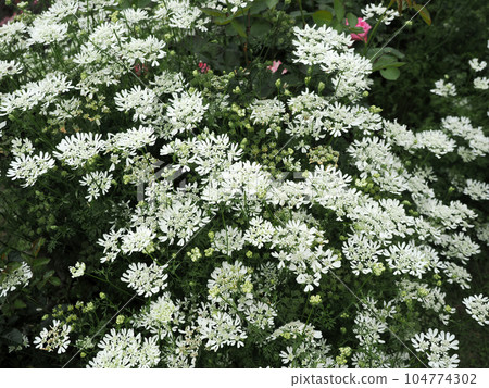 奧拉雅白花 奧拉雅白花 104774302