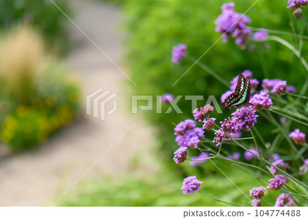 Purple flowers and butterflies blooming on the roadside Purple flowers and butterflies blooming on the roadside 104774488