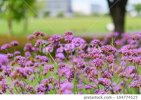 Pink flowers blooming in the park Pink flowers blooming in the park 104774525
