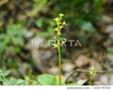 Landscape with spider plant Landscape with spider plant 104774704