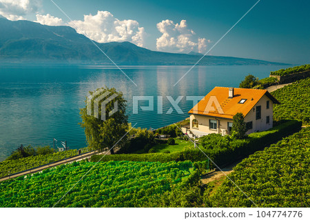 Vineyards on the lake shore, Rivaz village, Switzerland 104774776