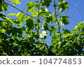 Vineyard 104774853