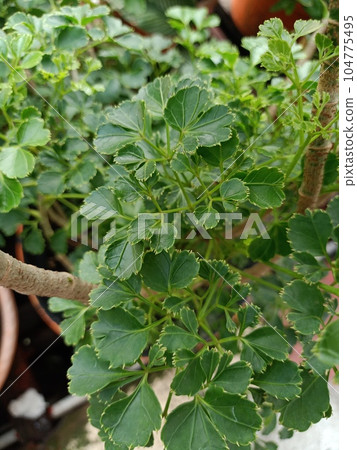 Close up of geranium aralia plant  104775495
