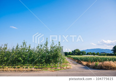 蘋果和玉米田 山形村 蘋果和玉米田 山形村 104775615