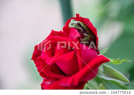 Tree frog's rose bed is the most comfortable 104775618