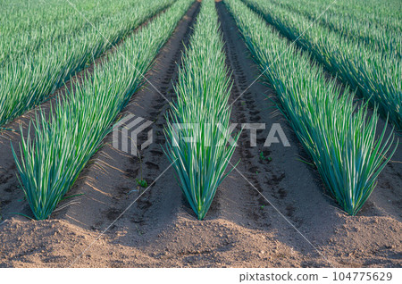 信州傳統蔬菜 松本一蔥 104775629